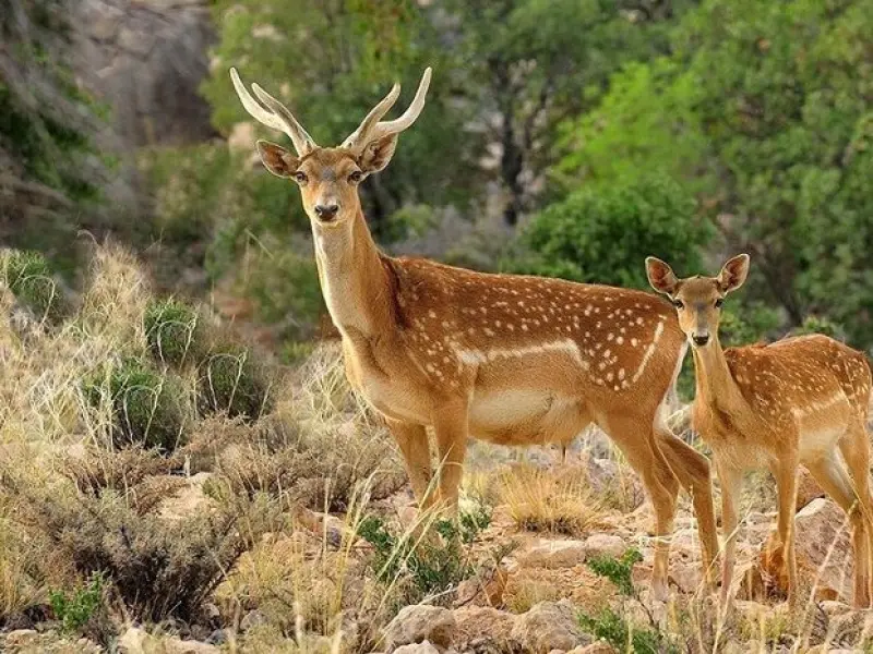 پارک ملی دز