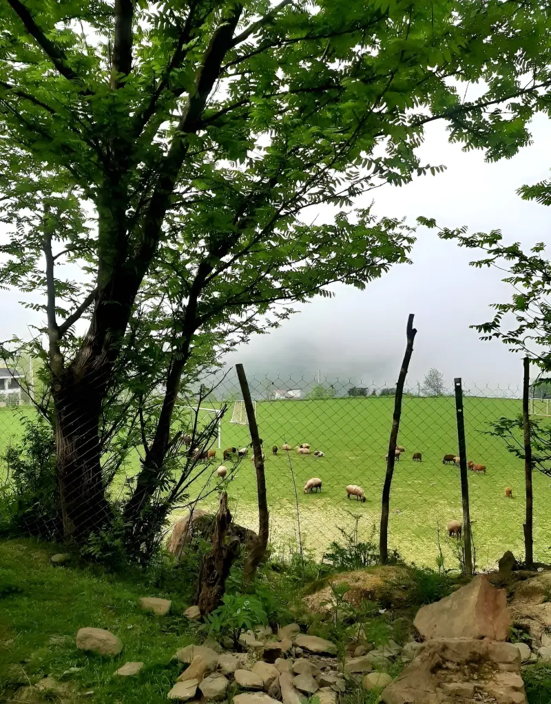 روستای لاویج - تصویر 5