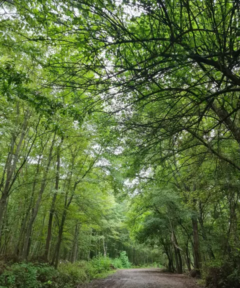 پارک جنگلی نور، مازندران