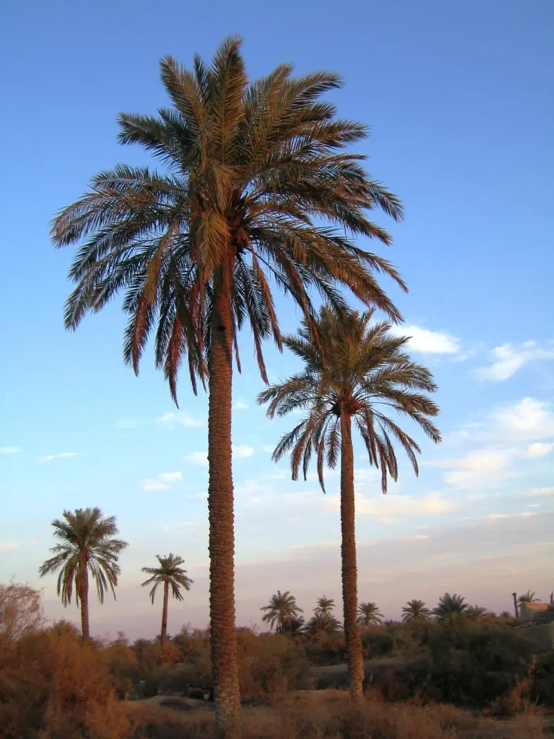 جزیره مینو - تصویر 6