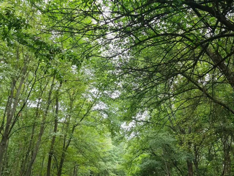 پارک جنگلی نور