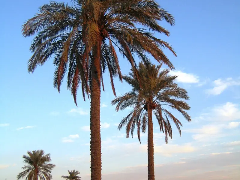 جزیره مینو - تصویر 6