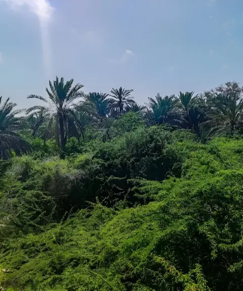 نخلستان قیل، هرمزگان