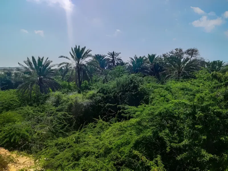 نخلستان قیل
