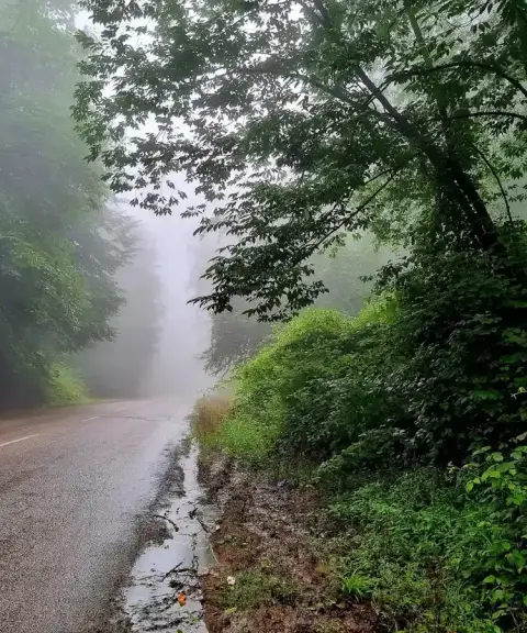 جنگل چپلار، مازندران