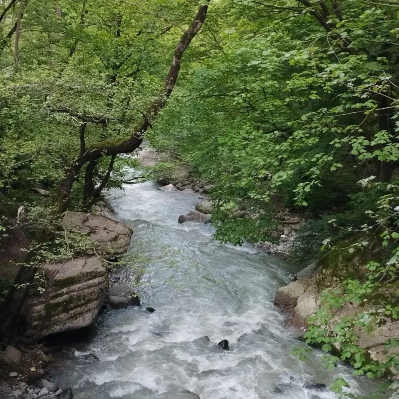 جنگل اسالم - تصویر 4