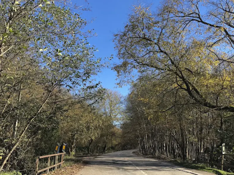 جنگل بونده - تصویر 4