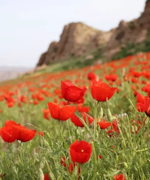 دشت جلفا، آذربایجان شرقی