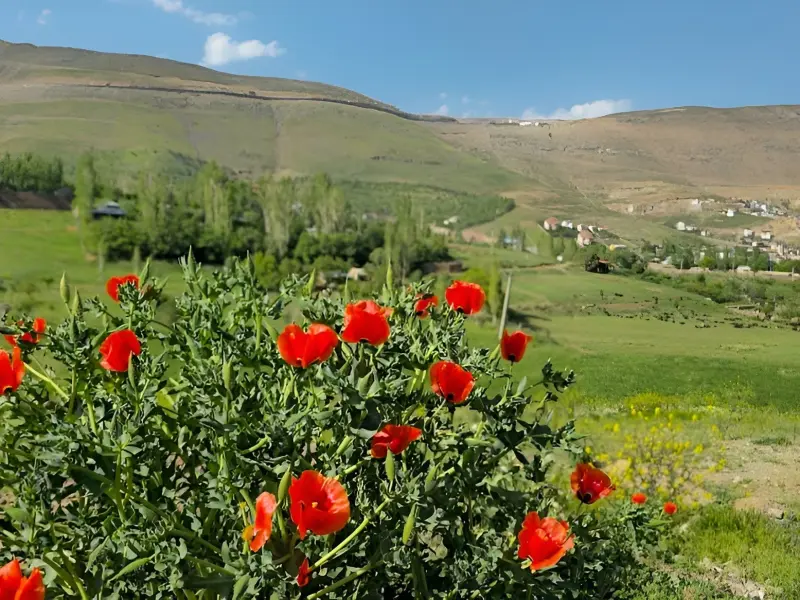 دشت مشا