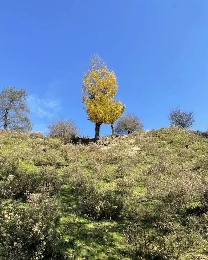 جنگل تیار - تصویر 5