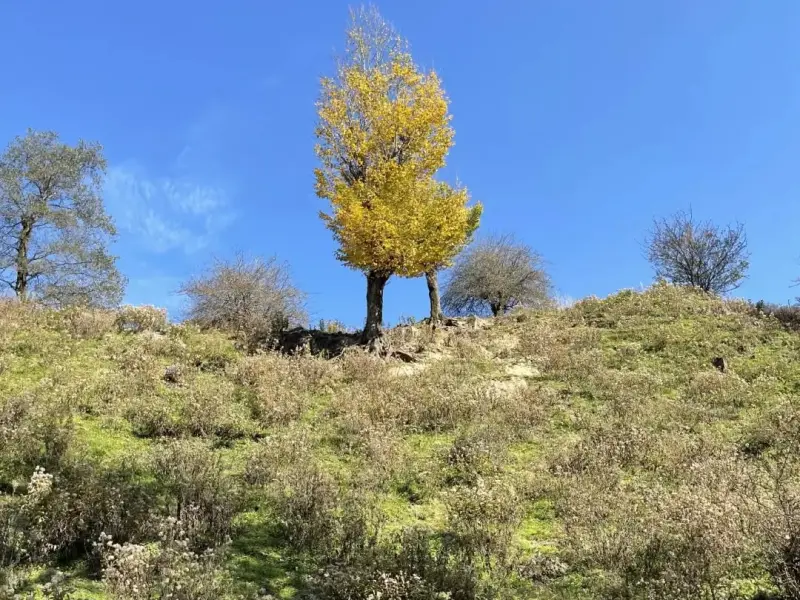 جنگل تیار - تصویر 5