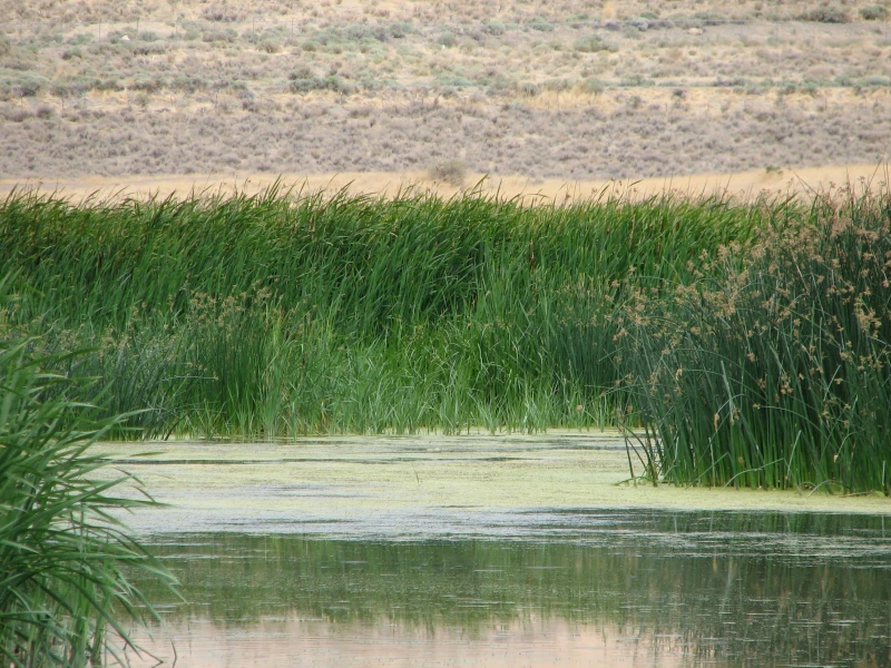 _
