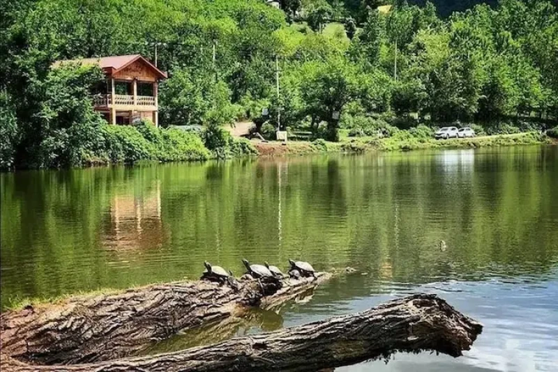 _