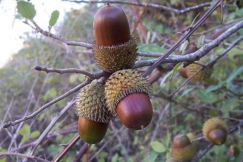 _