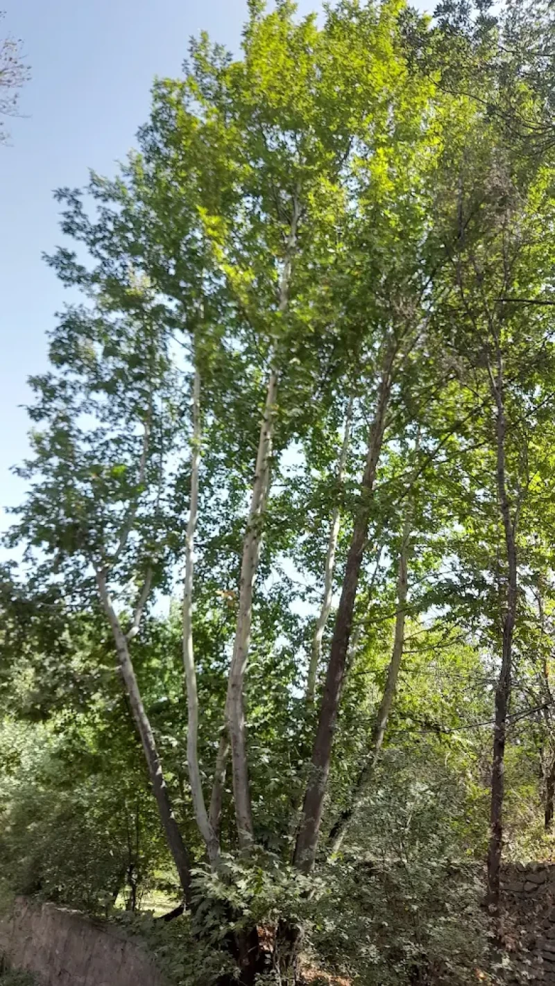 _