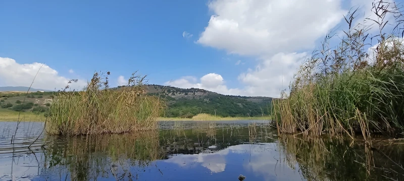 _