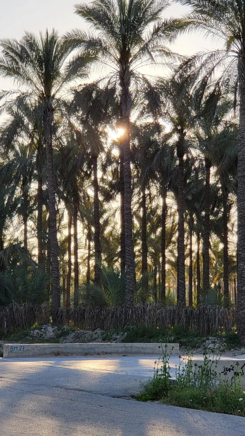 نخلستان آبپخش - تصویر 3