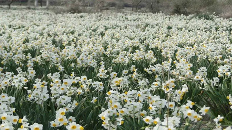 دشت نرگس - تصویر 2