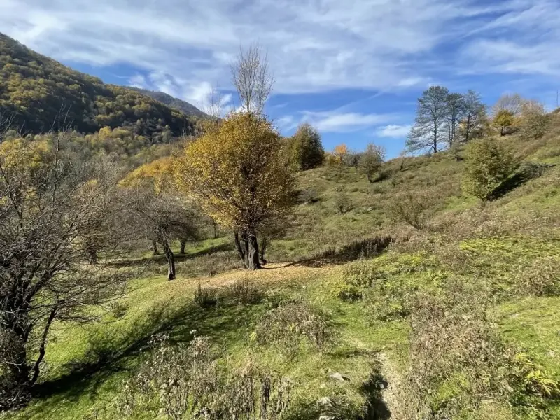 جنگل تیار - تصویر 4