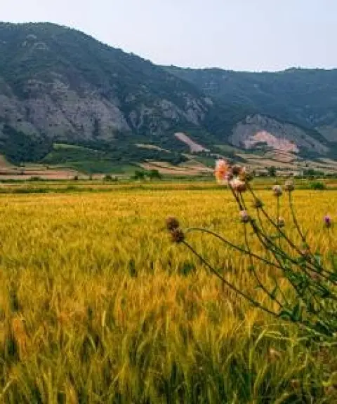 پارک ملی گلستان، گلستان