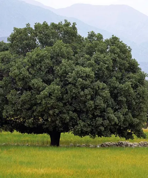 دشت ارژن، فارس