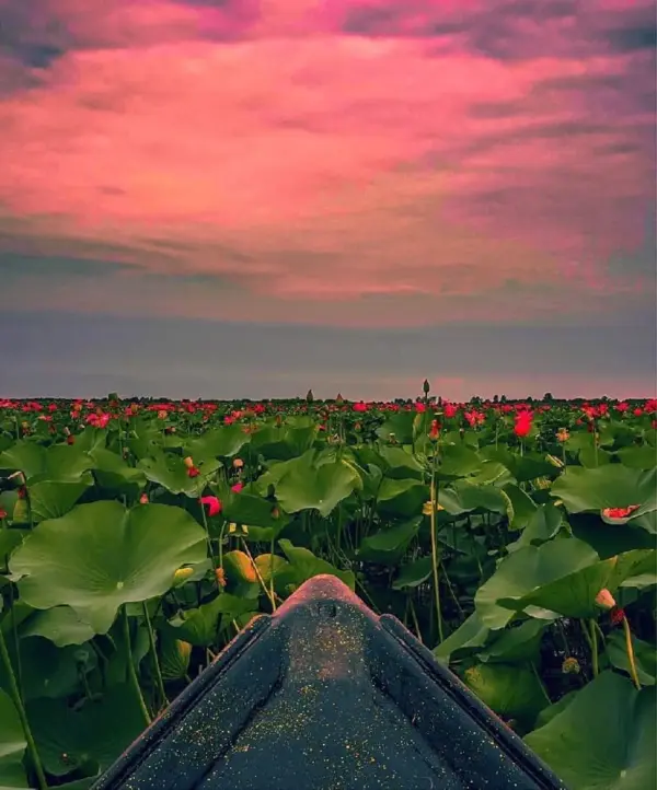 تالاب انزلی - تصویر 6