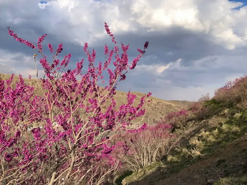 دره ارغوان دامچه