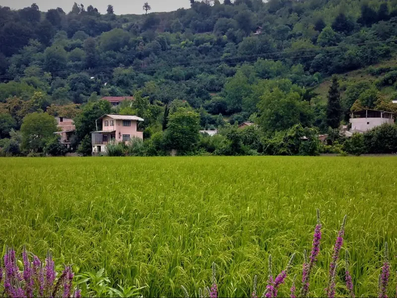 دشت ناز