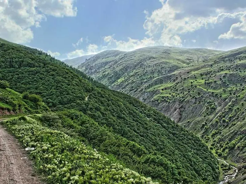 جنگل حاتم مشه سی