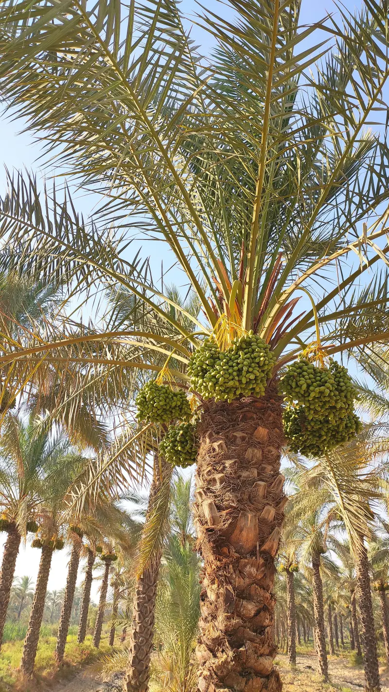 نخلستان آبپخش - تصویر 4