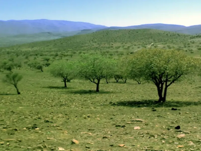 جنگل بناب ارسنجان - تصویر 4