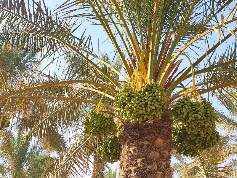 نخلستان آبپخش - تصویر 4