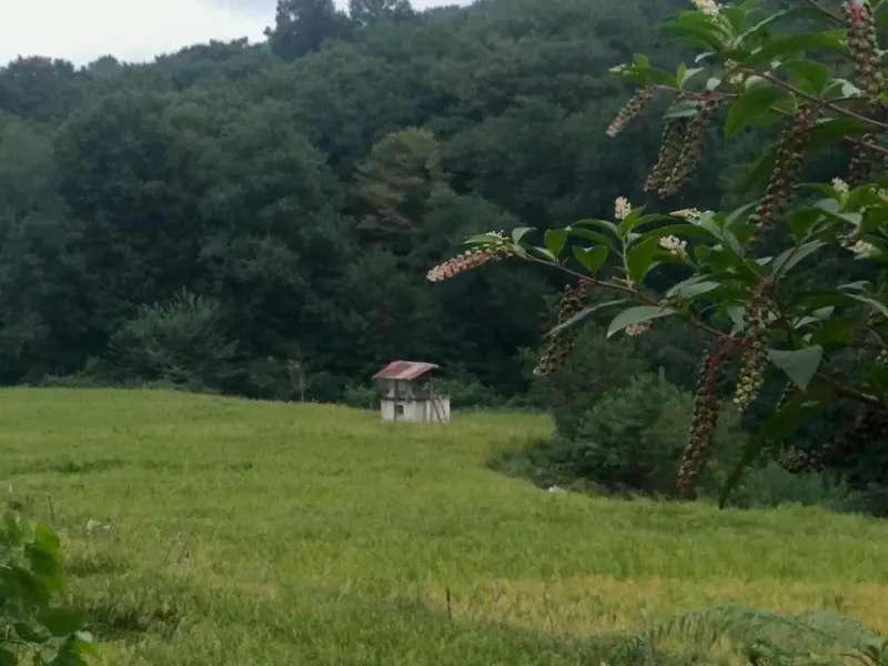 جنگل ارزفون - تصویر 7