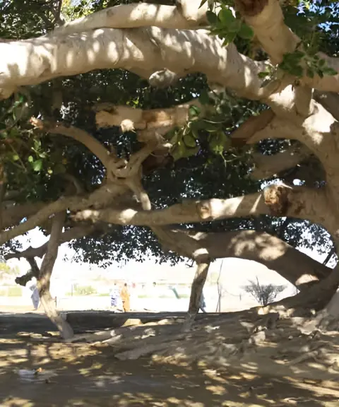 درخت مکرزن، سیستان وبلوچستان