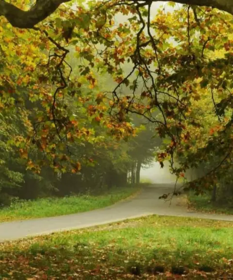 جنگل صفارود، مازندران