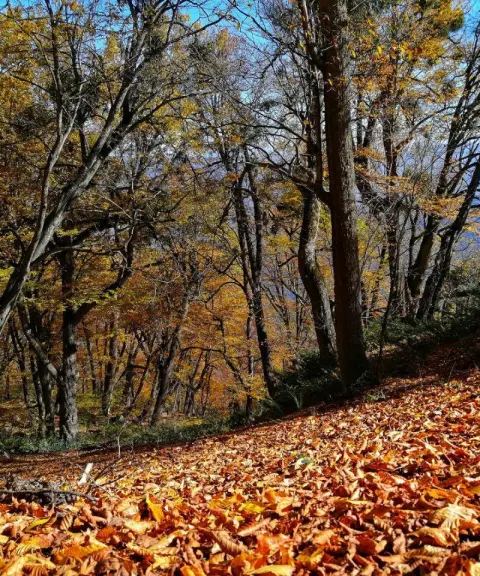جنگل‌ نیلبرگ، گلستان