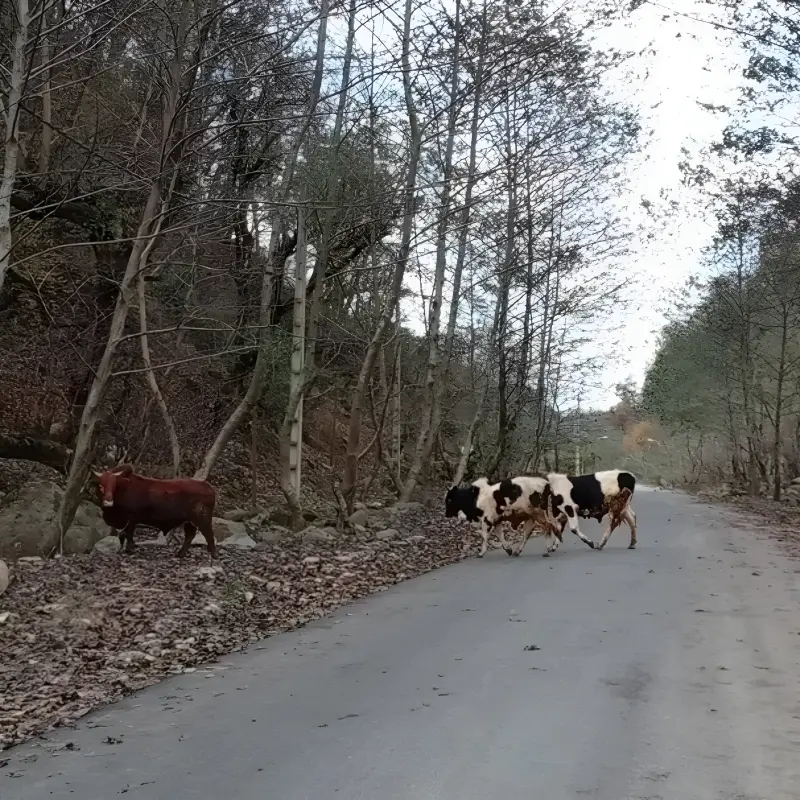 روستای سجیدان - تصویر 2