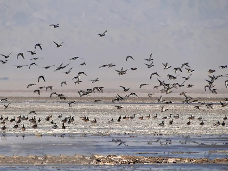 تالاب کجی نمکزار - تصویر 5