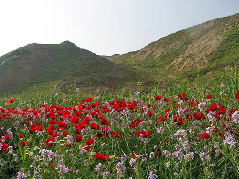 دشت لالی - تصویر 8
