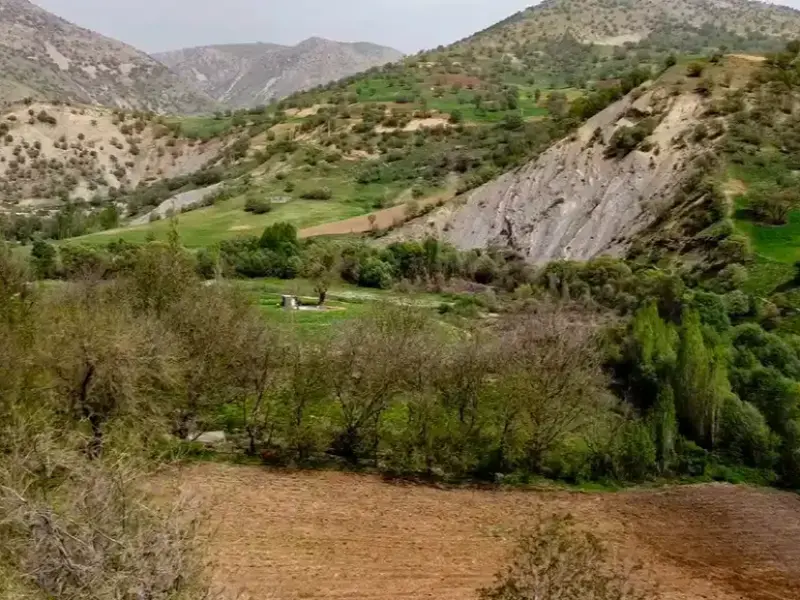 روستای سفید برگ