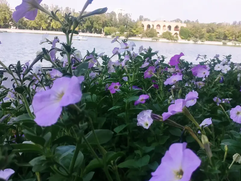 باغ ائل گلی - تصویر 14