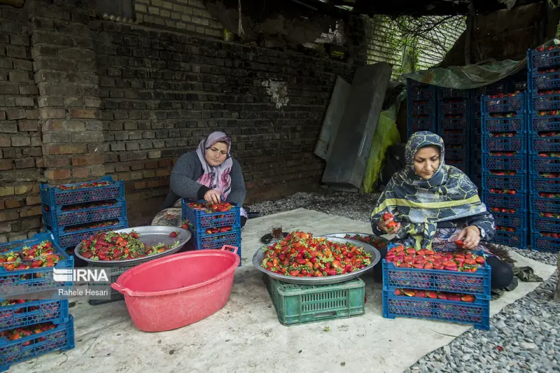 روستای شفیع آباد - تصویر 7