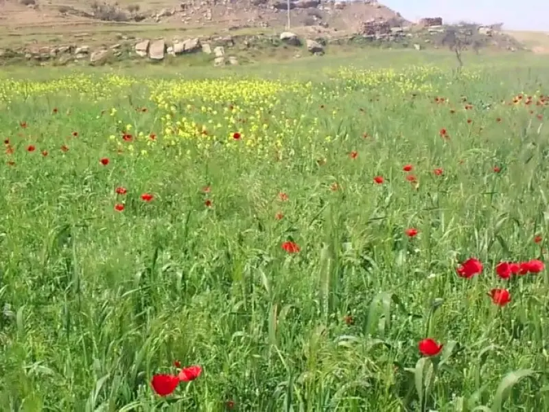 دشت لالی - تصویر 6