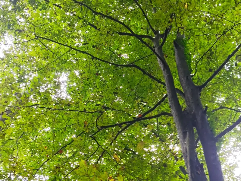جنگل سوته - تصویر 1