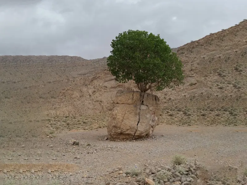 جنگل بناب ارسنجان - تصویر 3