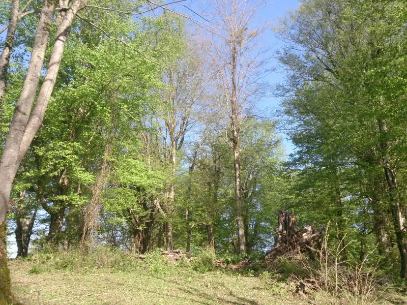 روستای ارزفون
