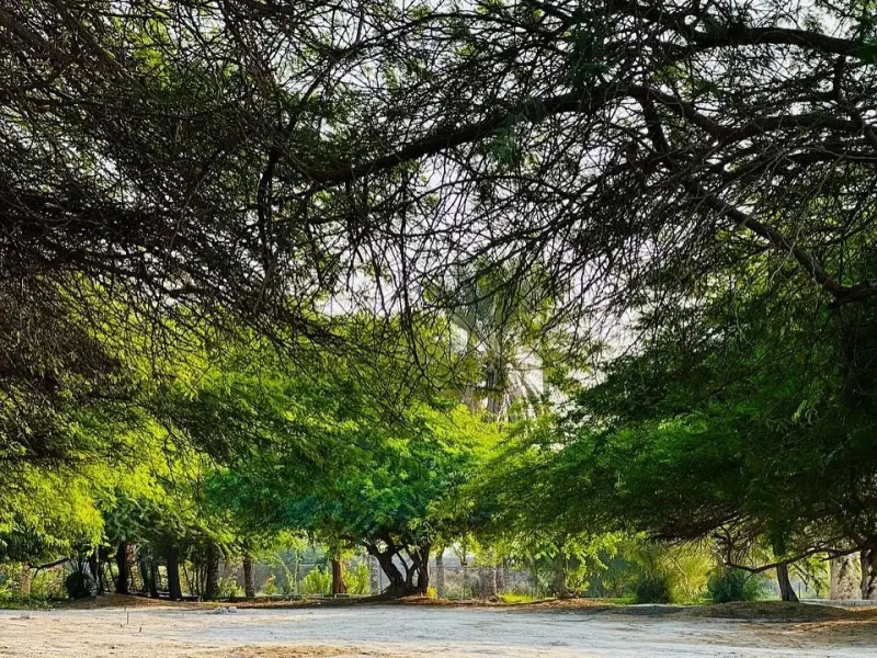 پارک جنگلی خلیج فارس