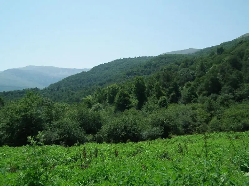 جنگل تیار - تصویر 1