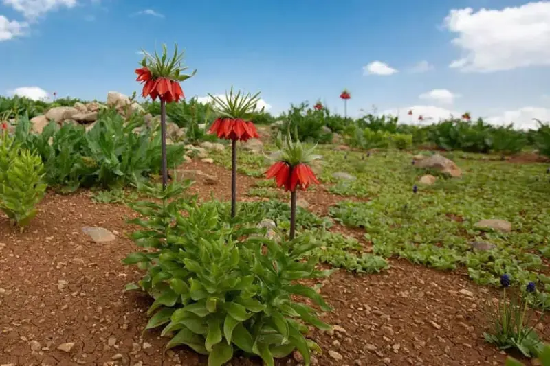 دشت لاله‌های واژگون کوهرنگ - تصویر 3
