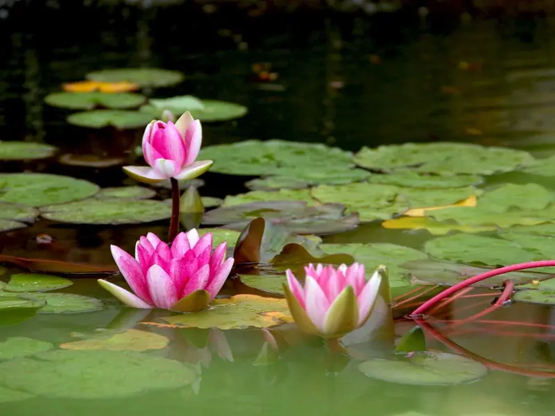 تالاب حمیدآباد